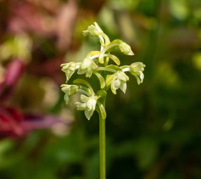 Platanthera clavellata, photographed by Ryan F. Mandelbaum