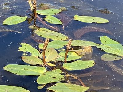 Potamogeton amplifolius, photographed by Tom Erler