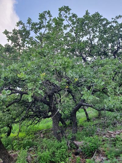 Quercus chihuahuensis, photographed by Luis Gonzalo Mata Hernandez