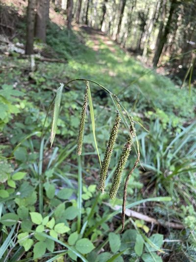 Carex agastachys, photographed by Thomas Ebner