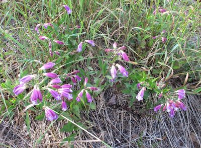 Nothochelone nemorosa, photographed by sprcrkwild