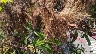 Cuscuta subinclusa, photographed by velodrome