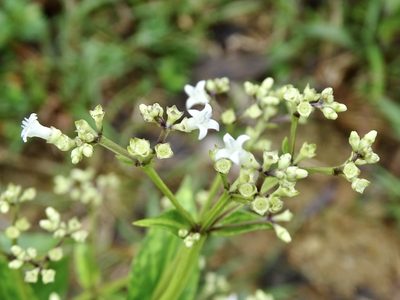 Hedyotis acutangula, photographed by Toby Y