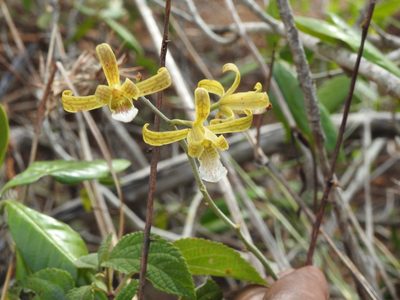 Eulophia epidendraea, photographed by Hopeland