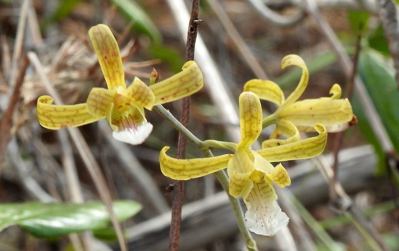 Eulophia epidendraea, photographed by Hopeland