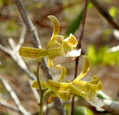 Eulophia epidendraea, photographed by Hopeland