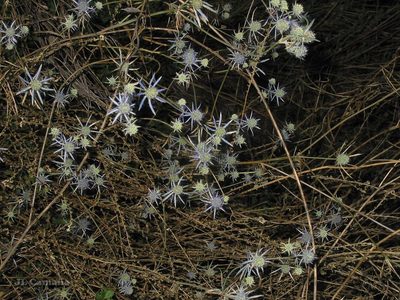 Eryngium tenue, photographed by José Luis Camaño