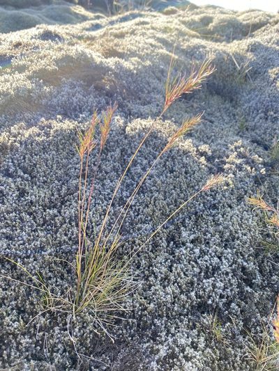 Festuca vivipara, photographed by Alan Weakley