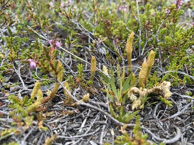 Selaginella spinulosa, photographed by Alan Weakley