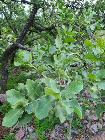 Quercus chihuahuensis, photographed by Luis Gonzalo Mata Hernandez