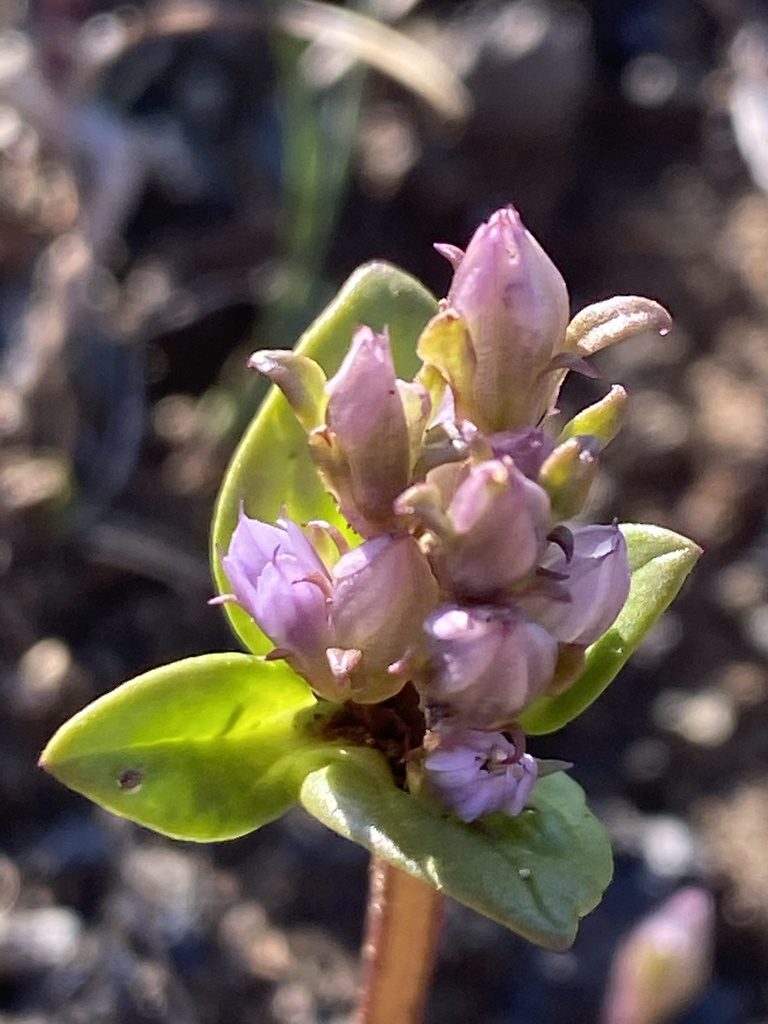 Gentianella aurea, photographed by Alan Weakley