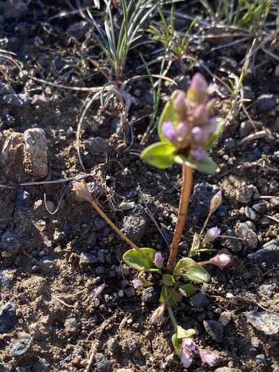 Gentianella aurea, photographed by Alan Weakley