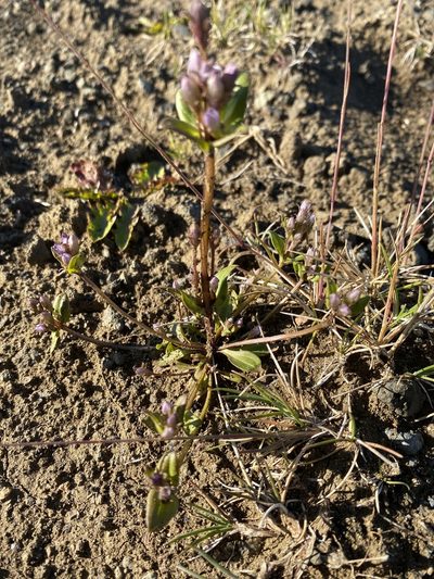 Gentianella aurea, photographed by Alan Weakley