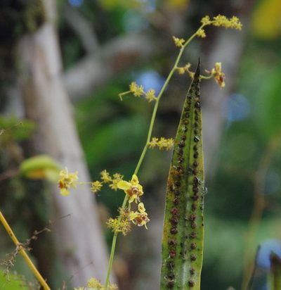 Oncidium adelaidae, photographed by Thibaud Aronson