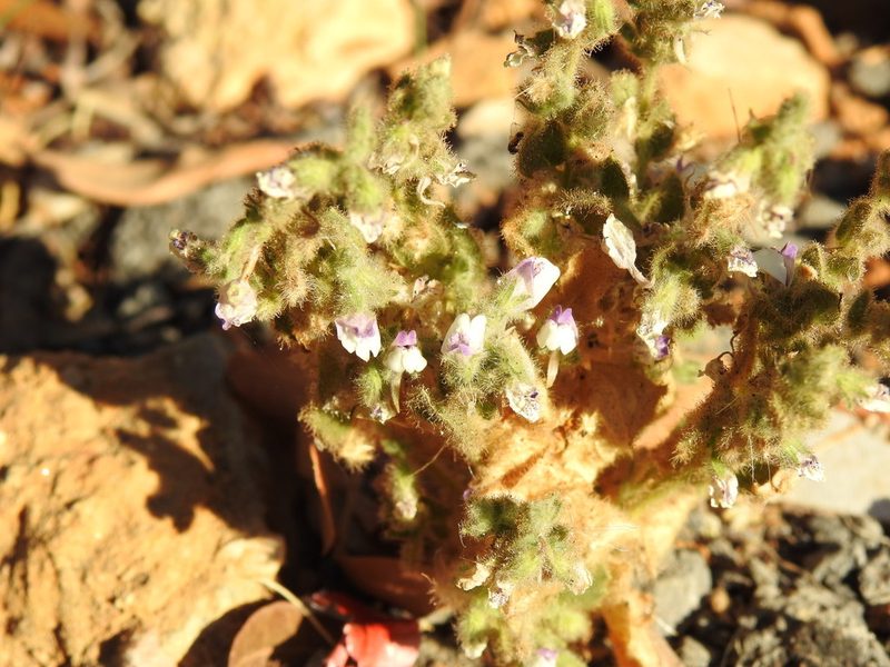 Kickxia lanigera, photographed by Duarte Frade