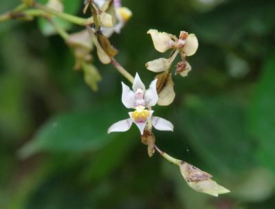 Cyrtochilum midas, photographed by Thibaud Aronson