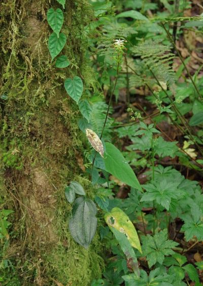Cranichis wageneri, photographed by Thibaud Aronson