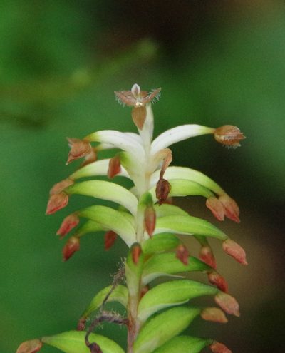 Cranichis wageneri, photographed by Thibaud Aronson