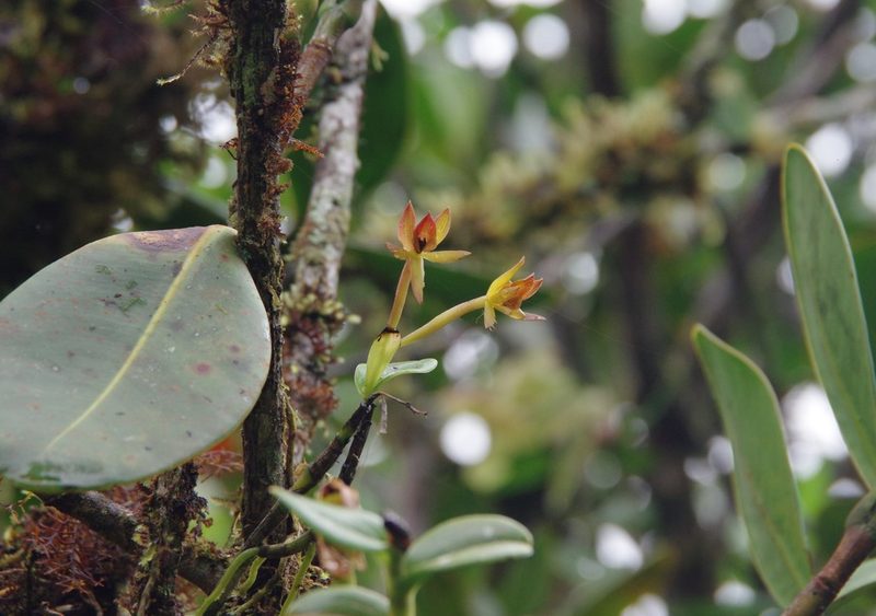 Epidendrum geminiflorum, photographed by Thibaud Aronson