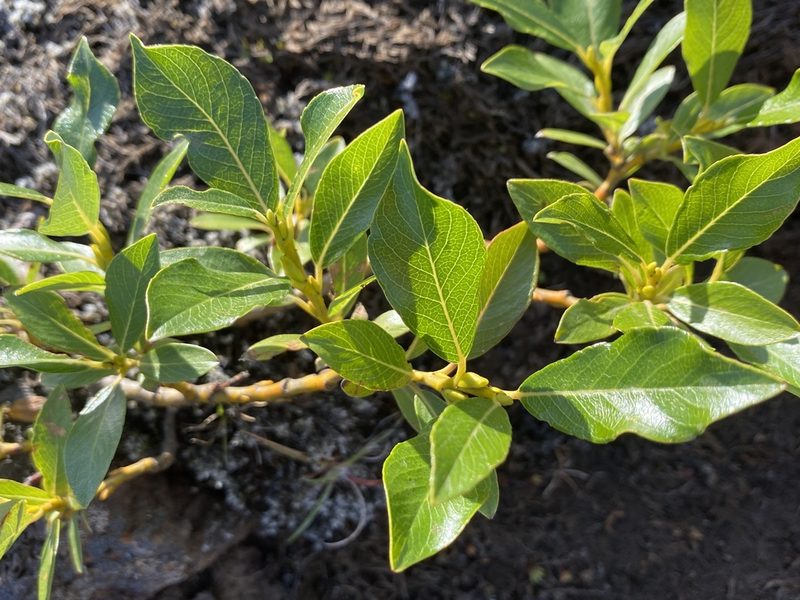 Salix phylicifolia, photographed by Alan Weakley