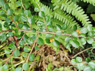 Cotoneaster hjelmqvistii, photographed by Mark Pritchard