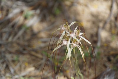 Caladenia varians, photographed by John Van Den Nouwelant