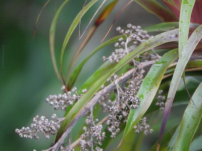 Dracophyllum latifolium, photographed by Bruce Calvert