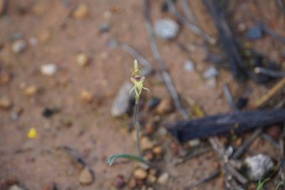 Caladenia pachychila, photographed by John Van Den Nouwelant