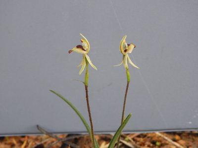 Caladenia pachychila, photographed by John Van Den Nouwelant