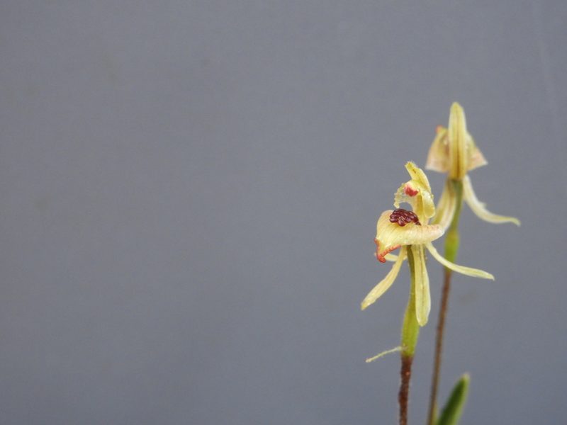 Caladenia pachychila, photographed by John Van Den Nouwelant