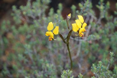 Diuris carecta, photographed by John Van Den Nouwelant