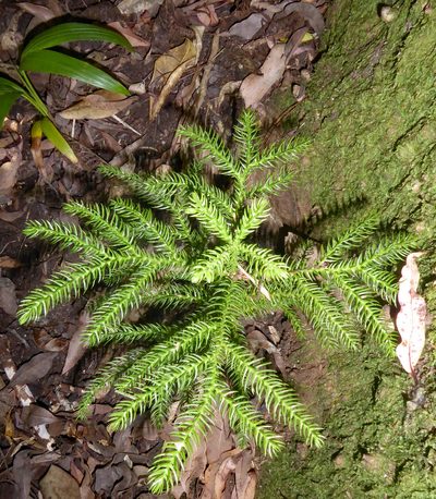 Araucaria heterophylla, photographed by Peter de Lange