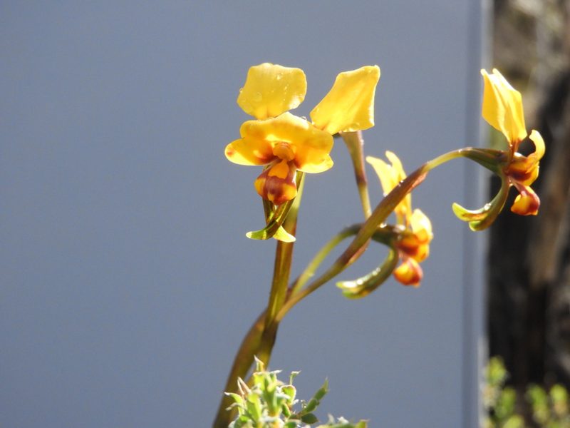 Diuris carecta, photographed by John Van Den Nouwelant