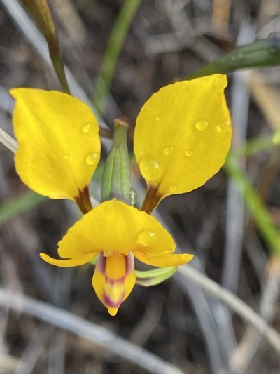 Diuris carecta, photographed by John Van Den Nouwelant