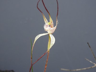Caladenia varians, photographed by John Van Den Nouwelant