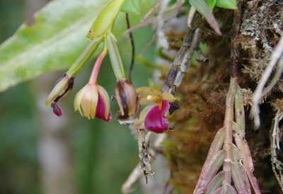 Epidendrum megalospathum, photographed by Thibaud Aronson