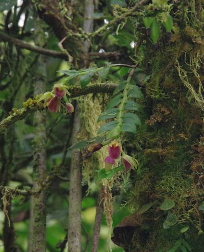 Epidendrum megalospathum, photographed by Thibaud Aronson