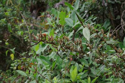 Elleanthus aurantiacus, photographed by Thibaud Aronson
