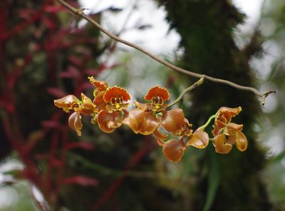 Cyrtochilum annulare, photographed by Thibaud Aronson