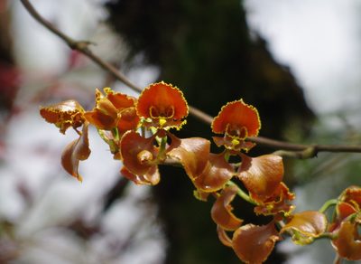 Cyrtochilum annulare, photographed by Thibaud Aronson