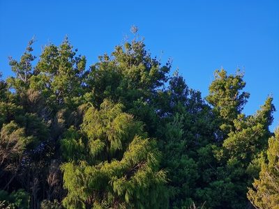 Phyllocladus trichomanoides, photographed by gnapp