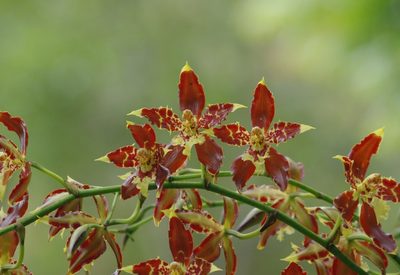 Oncidium luteopurpureum, photographed by Thibaud Aronson