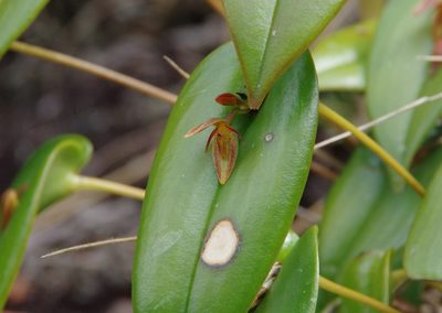 Pleurothallis matudana, photographed by Thibaud Aronson