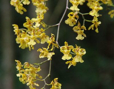 Oncidium ornithorhynchum, photographed by Thibaud Aronson