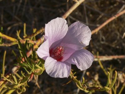 Alyogyne hakeifolia, photographed by dhfischer
