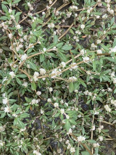Alternanthera paronychioides, photographed by Tatsutomo Chin