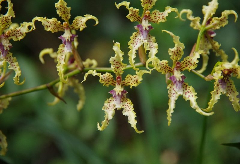 Cyrtochilum sodiroi, photographed by Thibaud Aronson