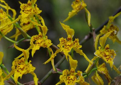 Cyrtochilum pardinum, photographed by Thibaud Aronson