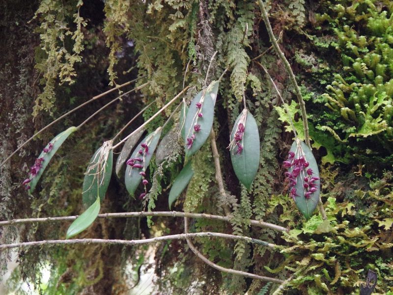 Pleurothallis lindenii, photographed by Thibaud Aronson