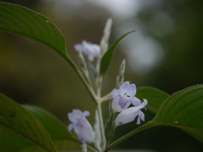 Strobilanthes consanguinea, photographed by Dinesh Valke